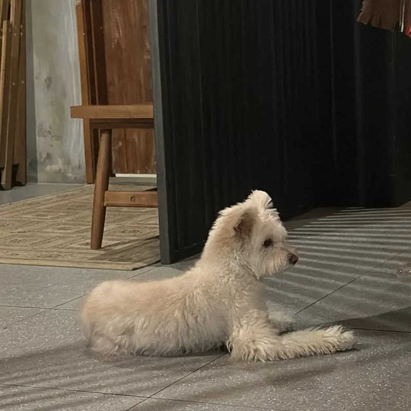 카페에 상주하는 귀여운 강아지