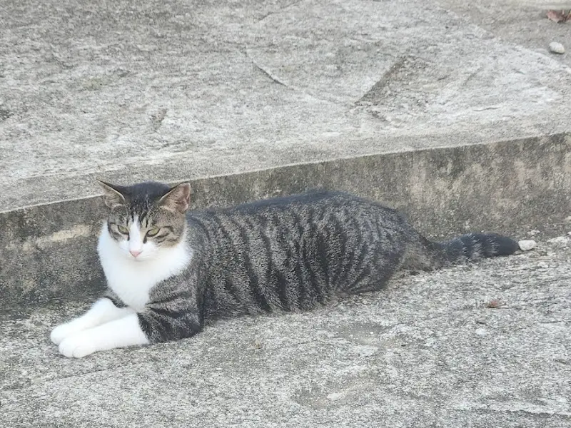 돌담 위에 앉아있는 고양이