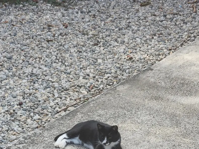 돌 바닥에 누워있는 고양이
