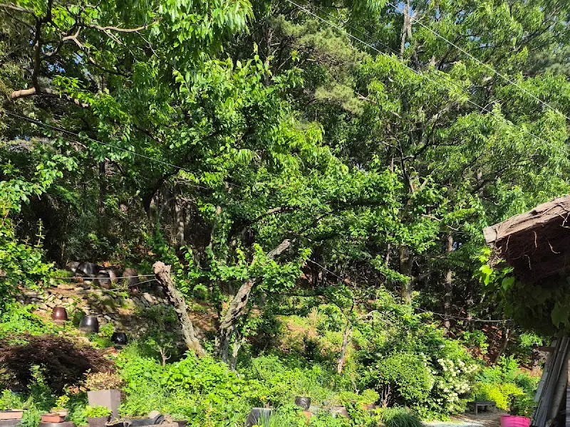 푸르른 나무들이 우거진 울산 가랑잎새 주변 풍경