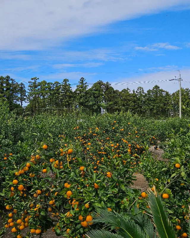 귤밭 체험