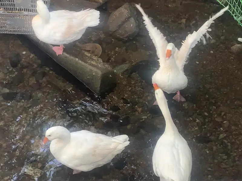 식당 입구의 거위들