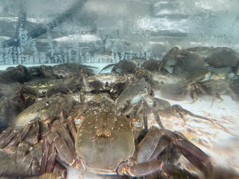 수족관 속 참게