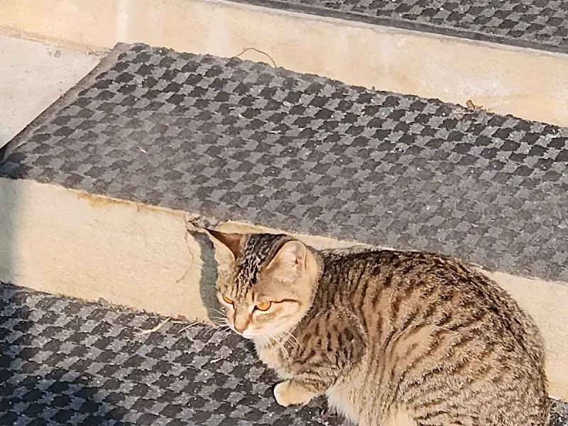 가게 앞에서 만난 냥이