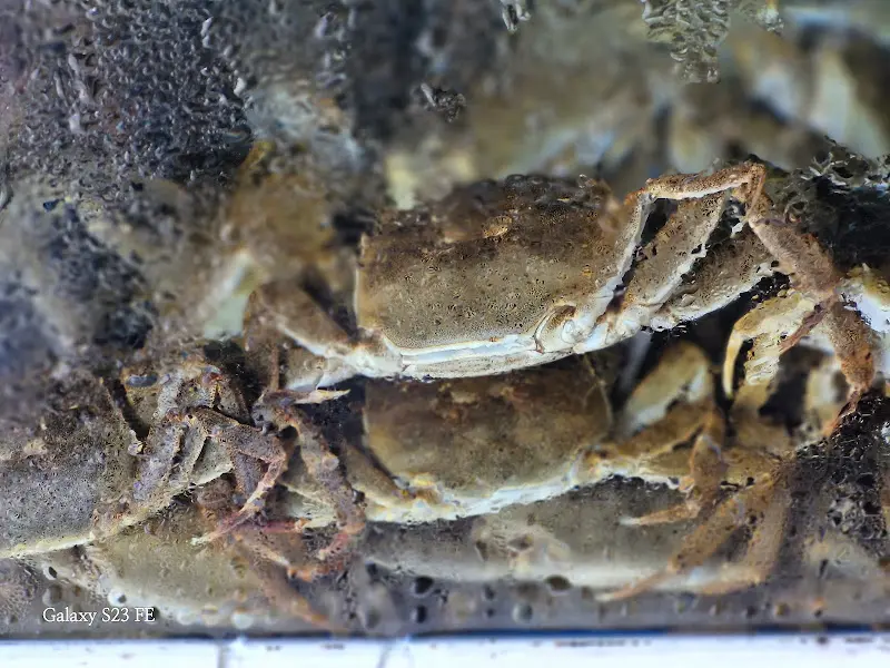 어항 속 참게들