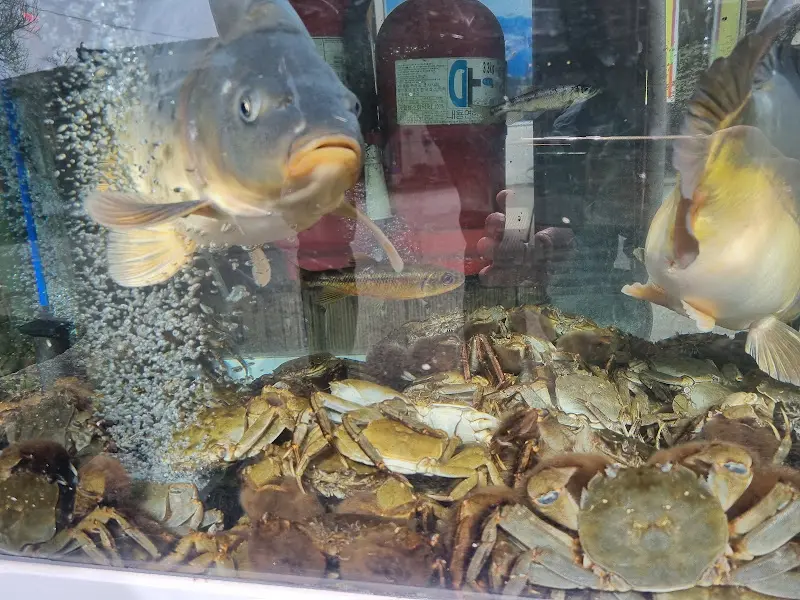 수족관 속 참게와 물고기