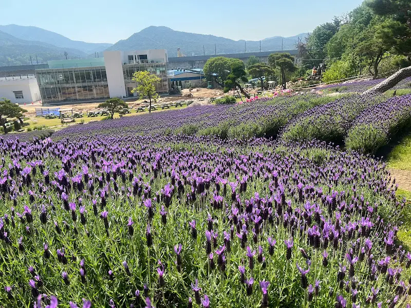 언덕 위에 펼쳐진 라벤더 밭