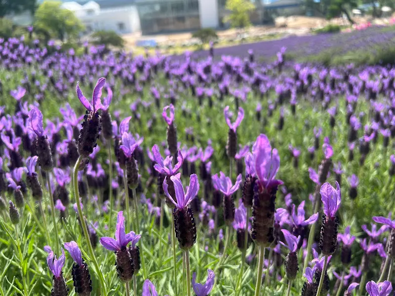 라벤더 클로즈업 사진