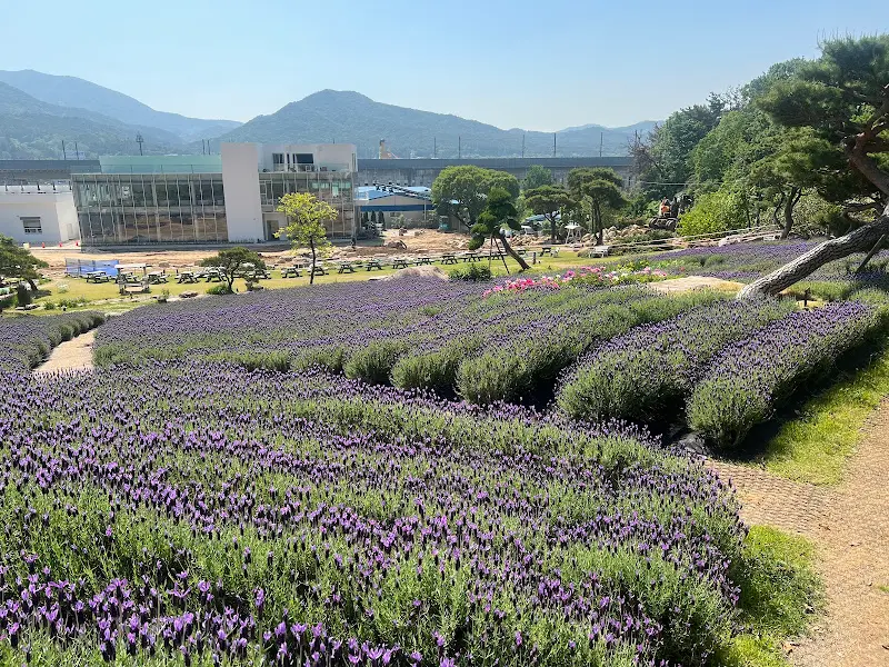 카페에서 바라본 라벤더 정원 전경