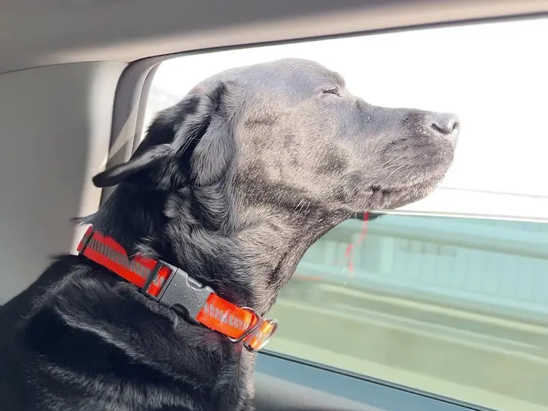 강아지와 함께 드라이브