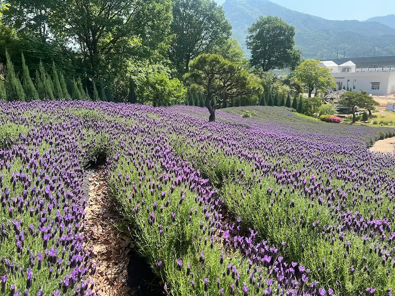 라벤더 밭과 카페 건물 전경