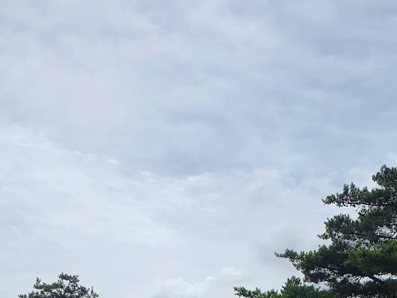 하늘과 소나무가 보이는 사진