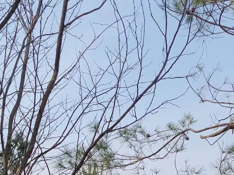 카페 주변 나무