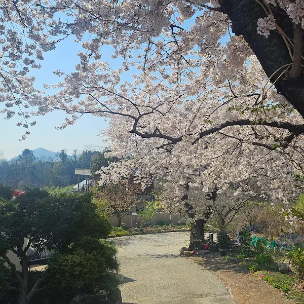 만개한 벚꽃 나무의 모습