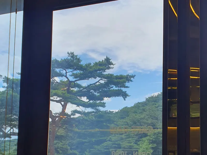 창밖으로 보이는 소나무