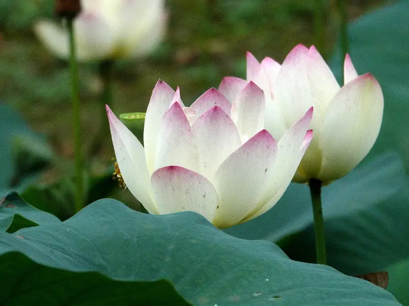 연못에 핀 아름다운 연꽃