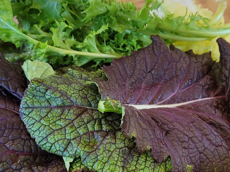 신선한 쌈 채소