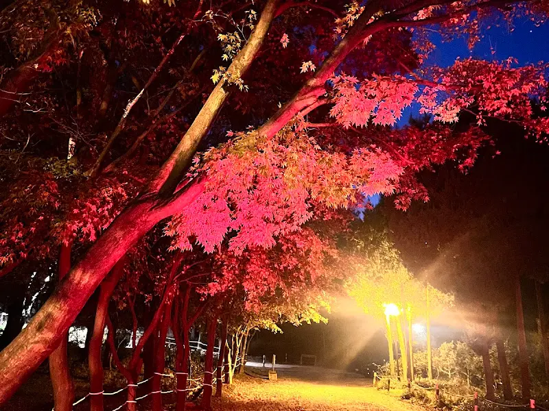 밤에 조명이 켜진 유니스의 정원