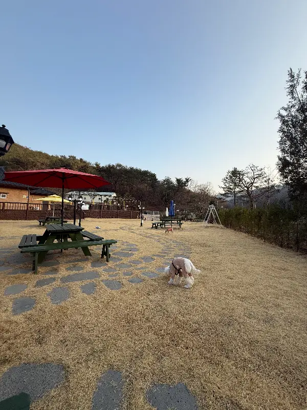 팔봉수피아 강아지