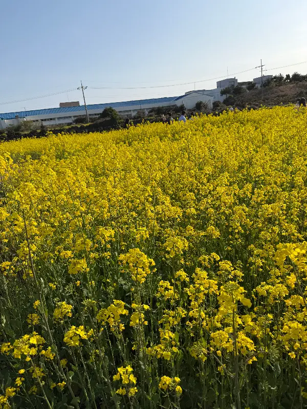 카페 뒤편에 펼쳐진 노란 유채꽃밭