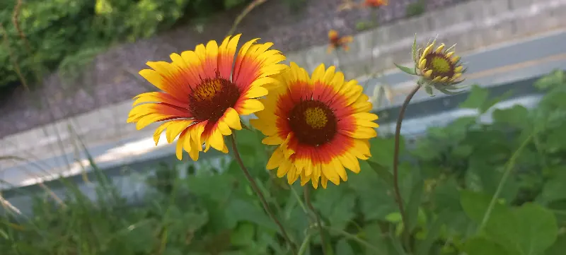 맥치킨 모짜렐라