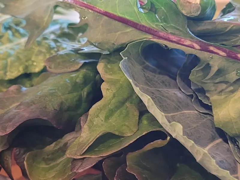 싱싱한 쌈 채소