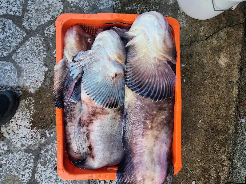 곰치 손질 모습