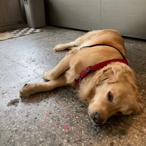 편안하게 쉬고 있는 강아지