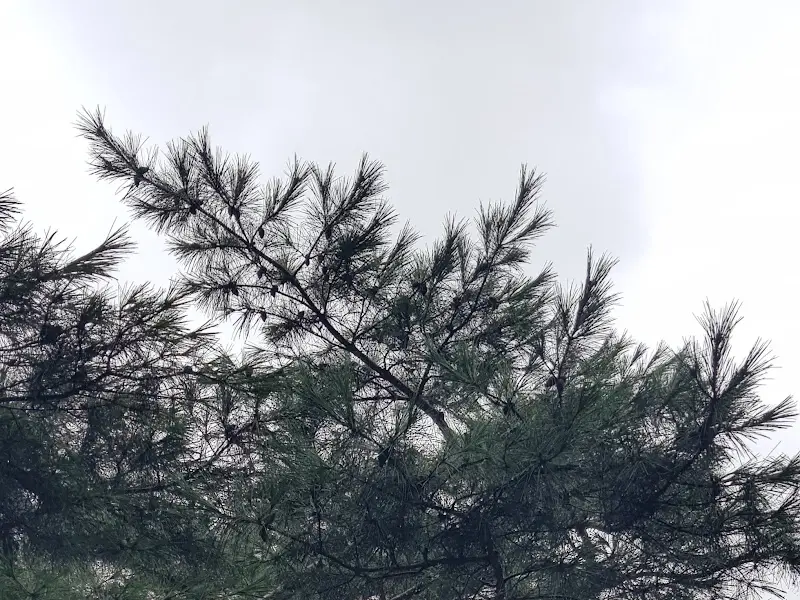 힐마루가든 외부 소나무