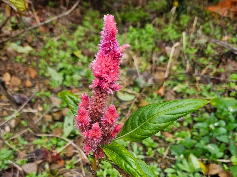 정원에 핀 붉은 꽃