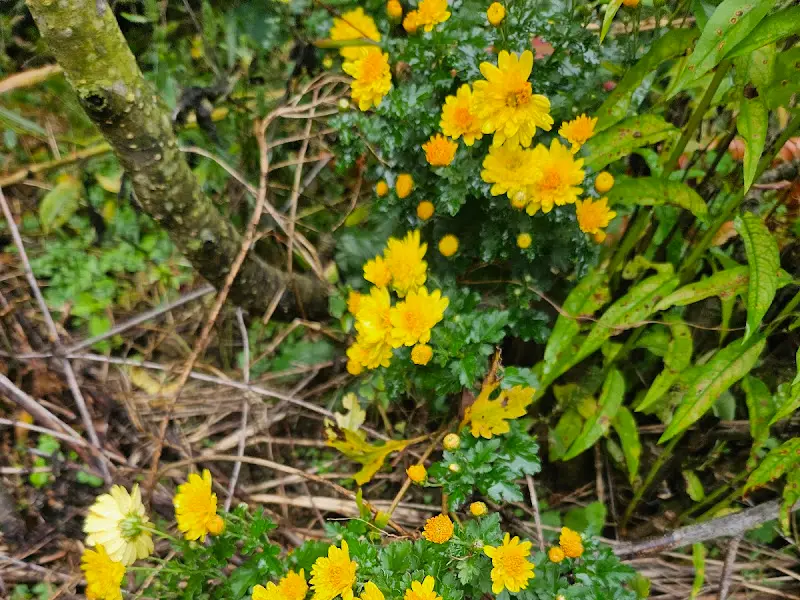 정원에 핀 노란 꽃