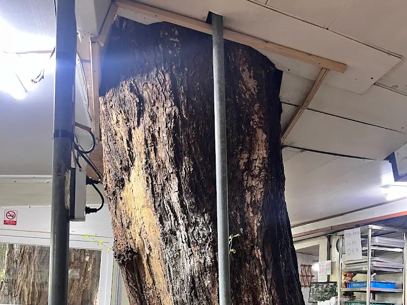 가게 내부 버드나무