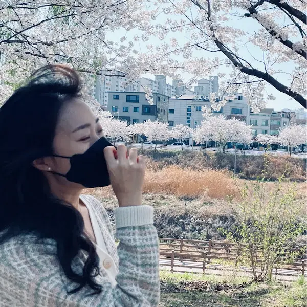 포천의 아름다운 벚꽃