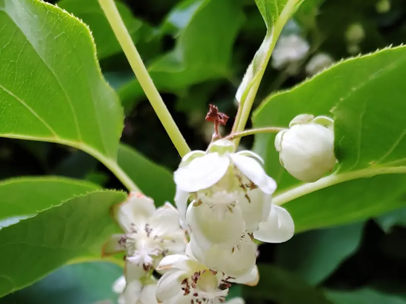 싱그러운 꽃 사진