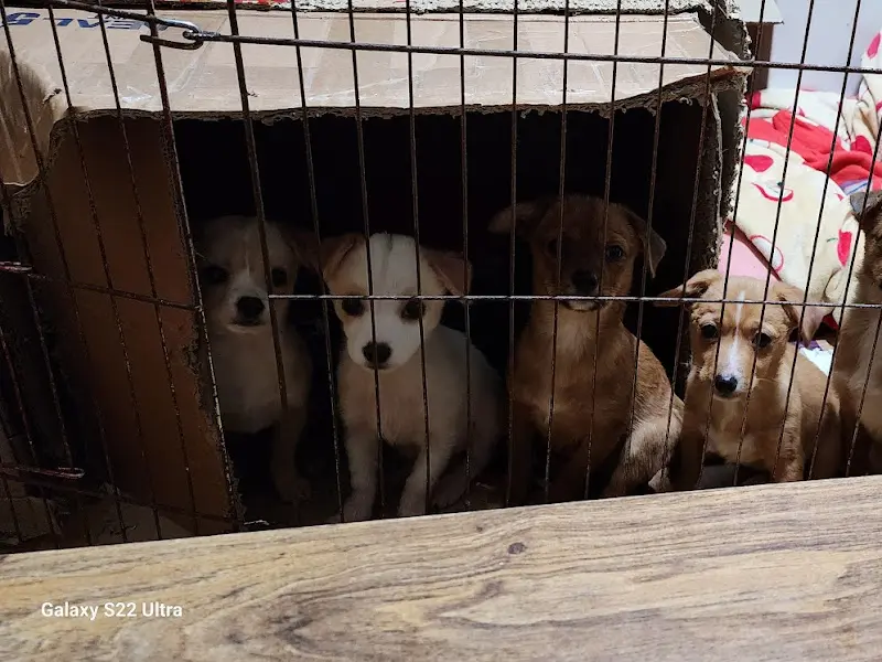 가게 앞 강아지들