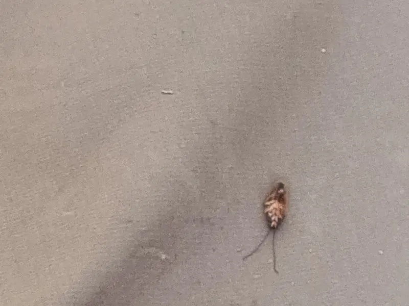 캠핑장에서 발견된 벌레