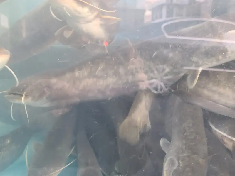 수족관 속 메기