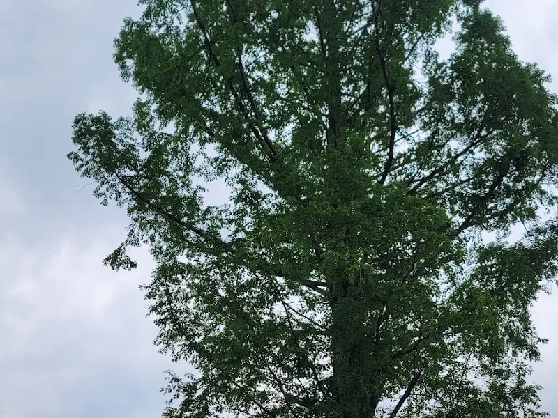 푸르른 나무들이 우거진 옹달샘보리밥집 풍경