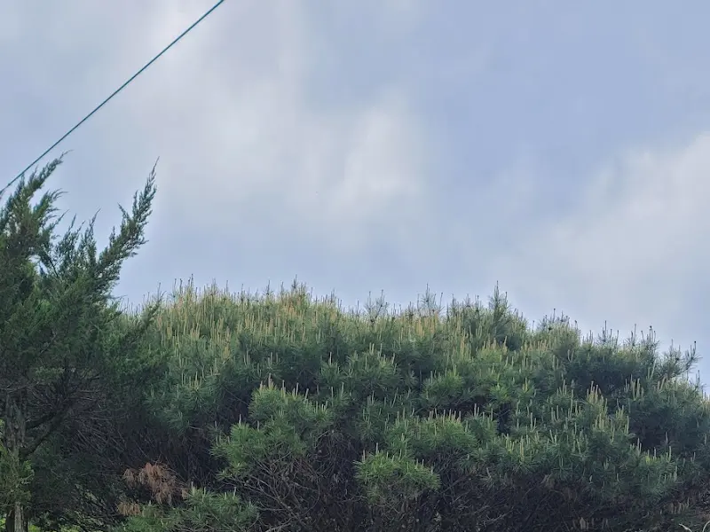 옹달샘보리밥집 주변을 둘러싼 푸른 나무들