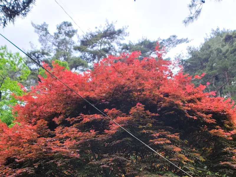 붉게 물든 단풍나무가 아름다운 옹달샘보리밥집 정원