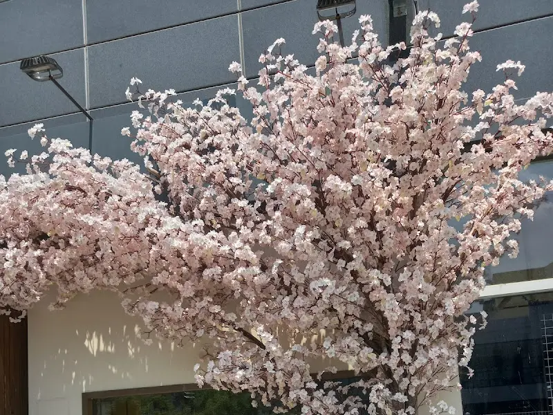 가게 외관의 벚꽃 장식