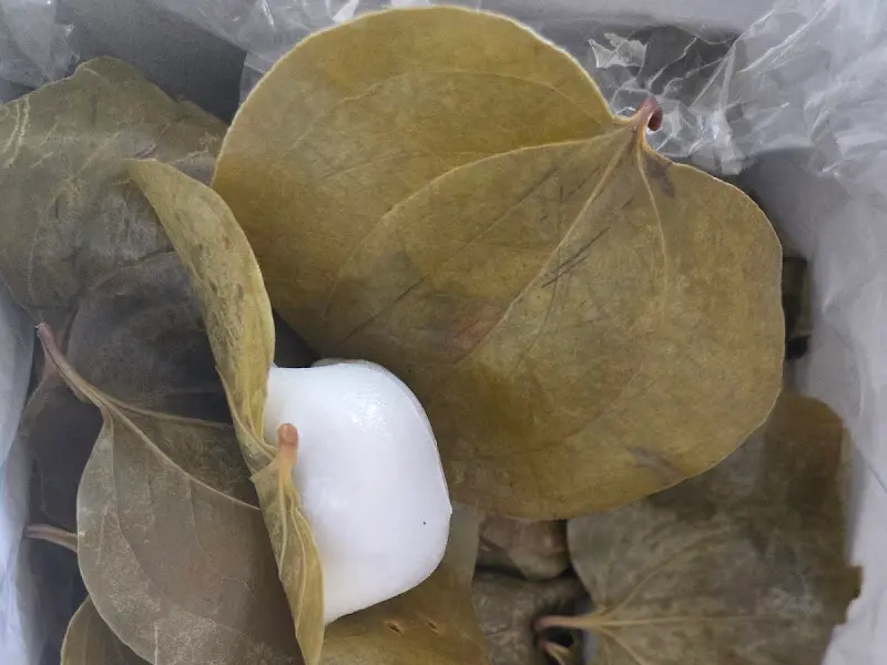 망개떡을 싸고 있는 망개잎의 모습