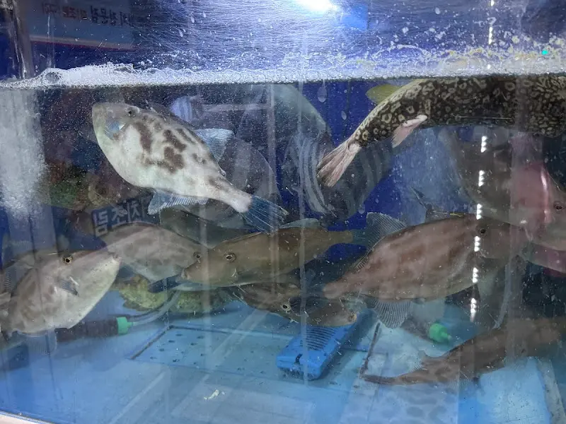 싱싱한 쥐치가 가득한 수족관