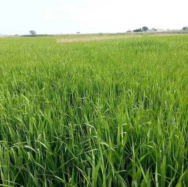 푸르른 논밭 풍경