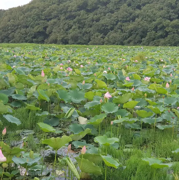 연꽃 가득한 연못 풍경
