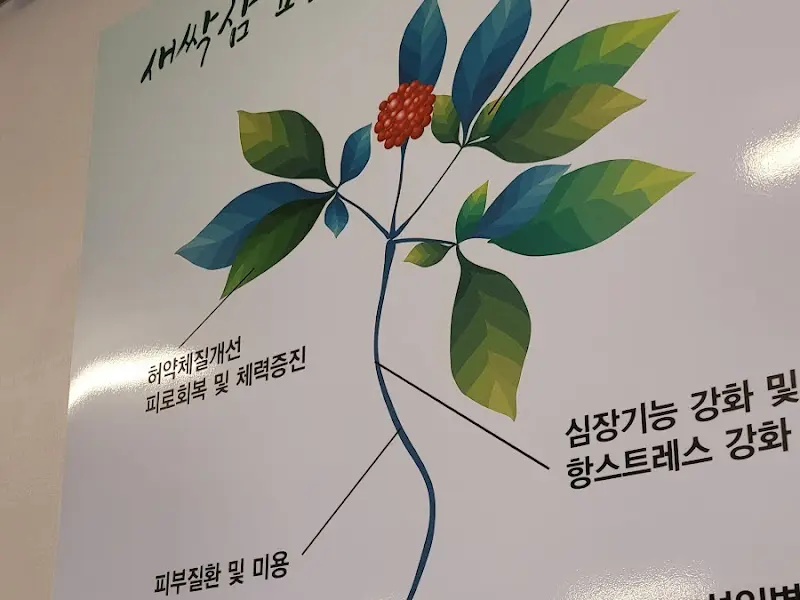 새싹 삼 효능 안내