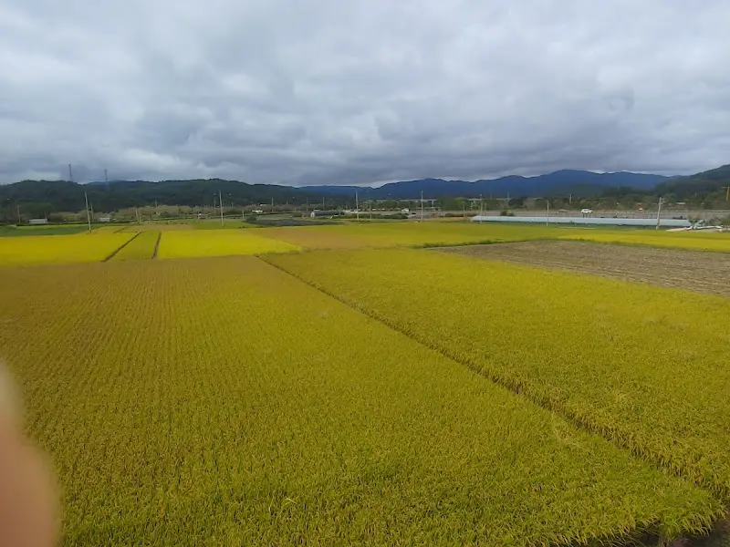 황금빛 논밭 뷰