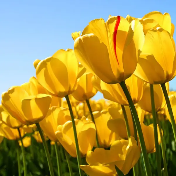 활짝 핀 노란 튤립 사진