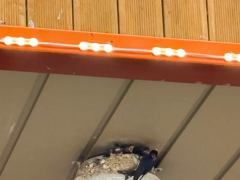 노릇노릇 구워진 오징어순대