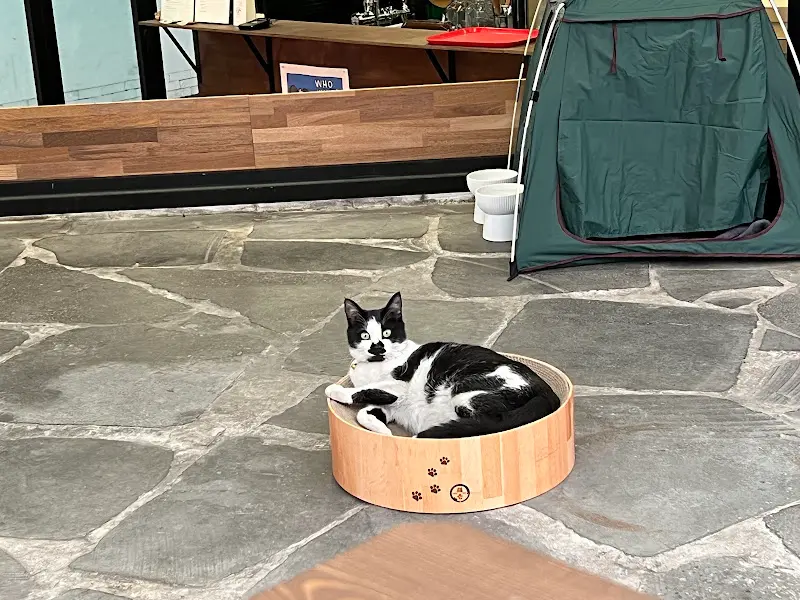 가게 내부의 고양이